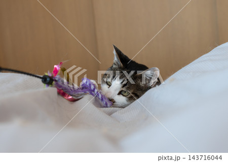 おもちゃで遊ぶ猫　キジトラ猫 143716044