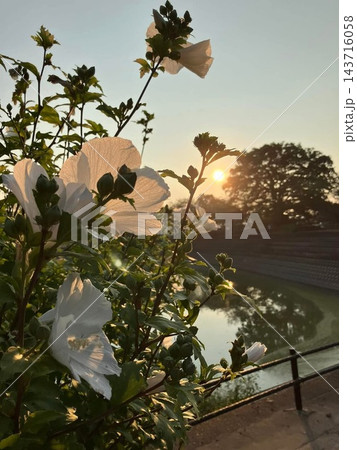 朝陽を浴びるムクゲの花 143716058