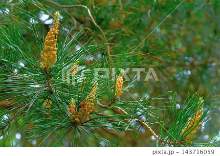 Tincture and oil.Blooming saturated spruce branches fir with cones,needles 143716059