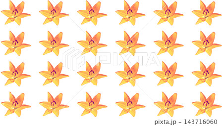 Beauty pattern of orange lily flower on white 143716060