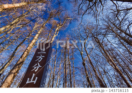 御坂山地・三方分山山頂のカラマツ林 御坂山地・三方分山山頂のカラマツ林 143716115