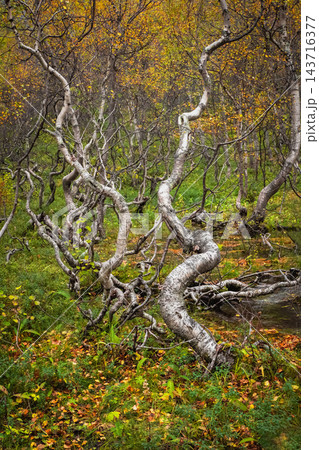 Mystical Twisted Birches: Crooked Trees in an Autumn Forest 143716377