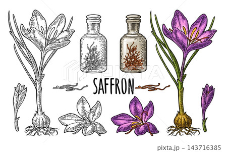 Bottle with saffron dry threads. Plant flower and corms. Engraving 143716385