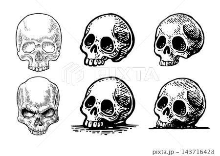 Skull human. Engraving vintage vector black illustration. Skull human. Engraving vintage vector black illustration. 143716428