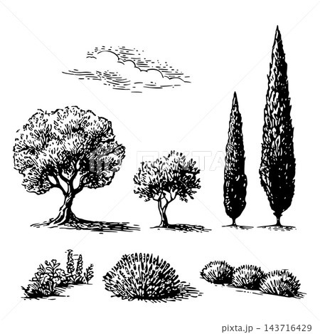 Olive, cypress, lavender flower bush, cloud. Vintage vector engraving illustration Olive, cypress, lavender flower bush, cloud. Vintage vector engraving illustration 143716429
