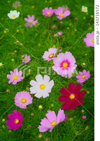 カラフルなコスモスの花々 143716572