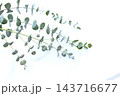 白い布のドレープと丸い葉のユーカリ 143716677