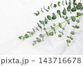 かわいい丸い葉のユーカリ　白い布のドレープ背景 143716678