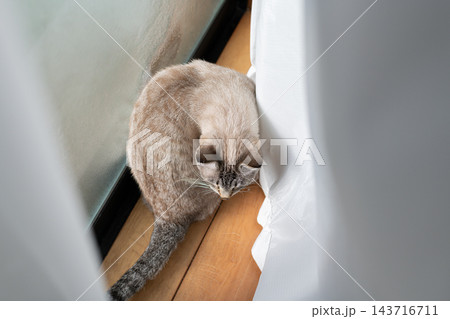 窓辺で座る可愛い猫　シャムトラ猫 143716711