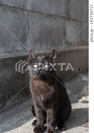 路地に座る可愛い子猫 路地に座る可愛い子猫 143716717
