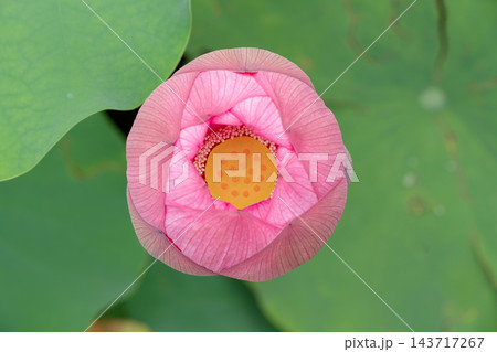 8月の不忍池に咲く花托が見えるピンクの蓮の花を真上から捉えた写真 8月の不忍池に咲く花托が見えるピンクの蓮の花を真上から捉えた写真 143717267