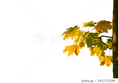 Trunk of maple tree with branch with autumn leaves on white Trunk of maple tree with branch with autumn leaves on white 143717299