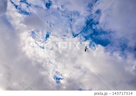 空にオオタカ 143717314