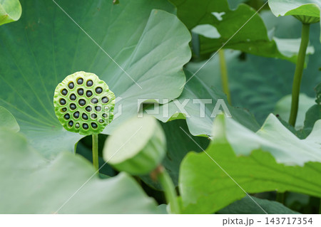8月の不忍池で緑の蓮の葉に囲まれた種子が実る蓮の花托 8月の不忍池で緑の蓮の葉に囲まれた種子が実る蓮の花托 143717354