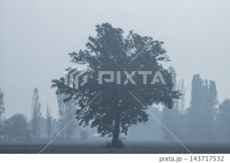 A lone tree stands in a field surrounded by thick morning fog. Pianura Padana 143717532
