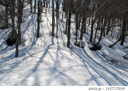 雪原に伸びる木々の影と根開きの冬景色 143717684