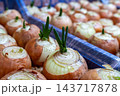 Green onion stalks emerge from onion bulbs on a market display, showing new growth among rows of bulbs during the day 143717878