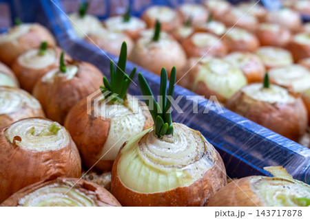 Green onion stalks emerge from onion bulbs on a market display, showing new growth among rows of bulbs during the day 143717878