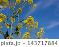 Mustard plants with yellow flowers grow beneath a blue sky in a field during spring, viewed from below among the stems 143717884