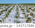 Crop shoots grow through snow in rows across a farm field during winter, with soil visible between the plants under a clear sky 143717886
