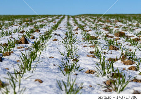 Crop shoots grow through snow in rows across a farm field during winter, with soil visible between the plants under a clear sky Crop shoots grow through snow in rows across a farm field during winter, with soil visible between the plants under a clear sky 143717886