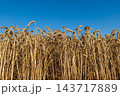 Wheat stalks stand in a field under a blue sky, ready for harvest in the daytime 143717889