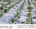 Winter wheat sprouts emerge through snow in a field, with soil visible between the plants during winter 143717890