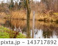 Young trees grow inside wire guards beside a pond, with grass and woodland in the background during autumn 143717892