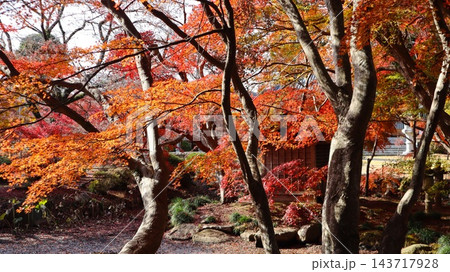 紅葉に包まれたお寺 茨城町 福性寺 紅葉に包まれたお寺 茨城町 福性寺 143717928