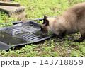 マットに溜まった水を飲む猫 143718859