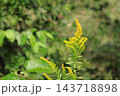 黄色いセイタカアワダチソウの花 143718898