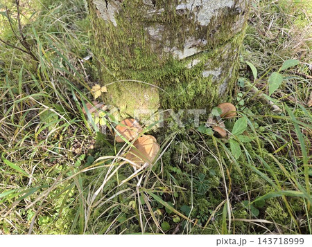 苔や草に覆われた山の地面に生えるナラタケ 苔や草に覆われた山の地面に生えるナラタケ 143718999