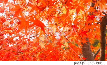 秋の宇奈月温泉 鮮やかに色づいたもみじの葉 紅葉の背景素材 秋の宇奈月温泉 鮮やかに色づいたもみじの葉 紅葉の背景素材 143719055