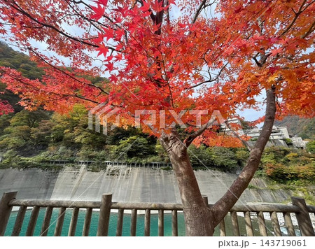 秋の宇奈月温泉　黒部川沿いに赤く色づいたもみじ　富山県 143719061