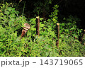 森の中の切られた木 143719065