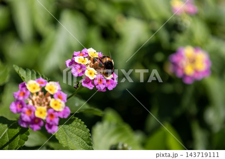 鮮やかなピンクと黄色のグラデーションが美しいランタナ（七変化）の花 143719111