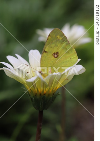 初夏の庭に咲く白いガーベラの花の蜜を吸うモンキチョウ 初夏の庭に咲く白いガーベラの花の蜜を吸うモンキチョウ 143719132