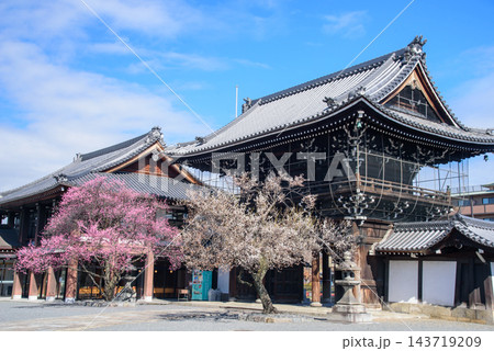 紅梅白梅の咲く山門 興正寺 紅梅白梅の咲く山門 興正寺 143719209