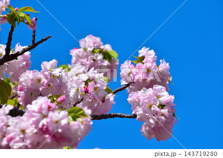 八重桜 林一号 大阪造幣局にて 八重桜 林一号 大阪造幣局にて 143719280