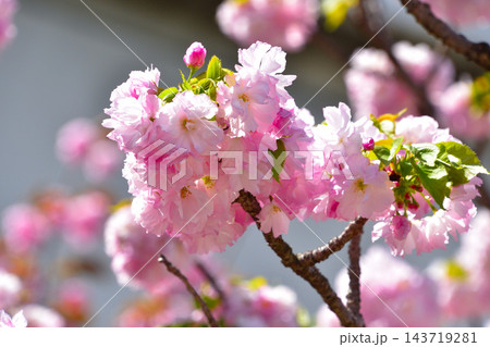 八重桜 林一号 大阪造幣局にて 八重桜 林一号 大阪造幣局にて 143719281