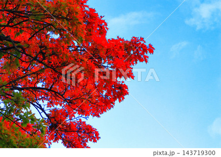 燃えるように真っ赤な鮮やかな紅葉 143719300