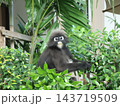 絶滅危惧種に分類された食事中のサル（横） 143719509