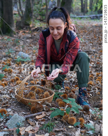 young woman foraging and picking chestnuts in an autumn forest. young woman foraging and picking chestnuts in an autumn forest. 143719635