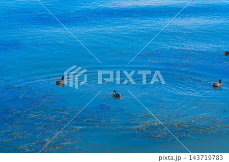 秋の滋賀県の美しい琵琶湖 秋の滋賀県の美しい琵琶湖 143719783