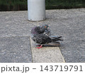 振り向く鳩のいる風景 143719791