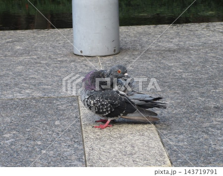 振り向く鳩のいる風景 振り向く鳩のいる風景 143719791