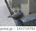 街の池のほとりでびっくりする鳩 143719792