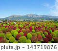 阿蘇のコキア畑　(Kochia, Summer cypress)　熊本県南阿蘇村 143719876
