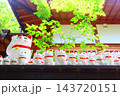 豪徳寺の招き猫 143720151