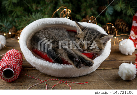 Christmas cat. Little funny kitten Christmas cat. Little funny kitten 143721100